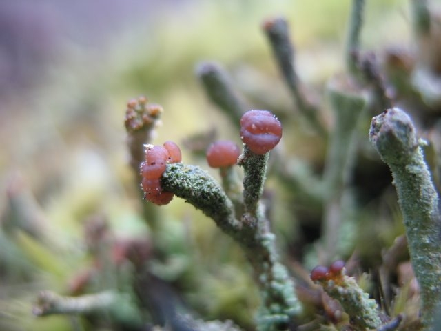 Cladonia sp
